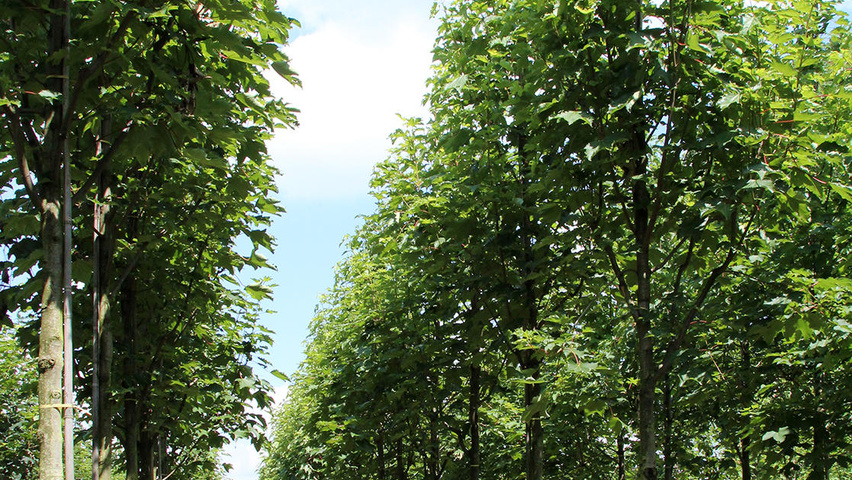 Acer pseudoplatanus 'Erectum' hochstämmig