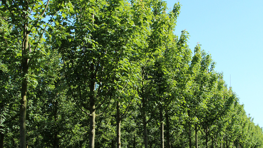 Acer pseudoplatanus 'Erectum' hochstämmig