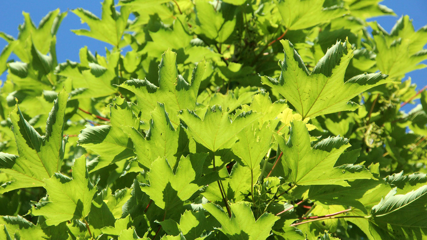 Acer pseudoplatanus 'Erectum' Blatt