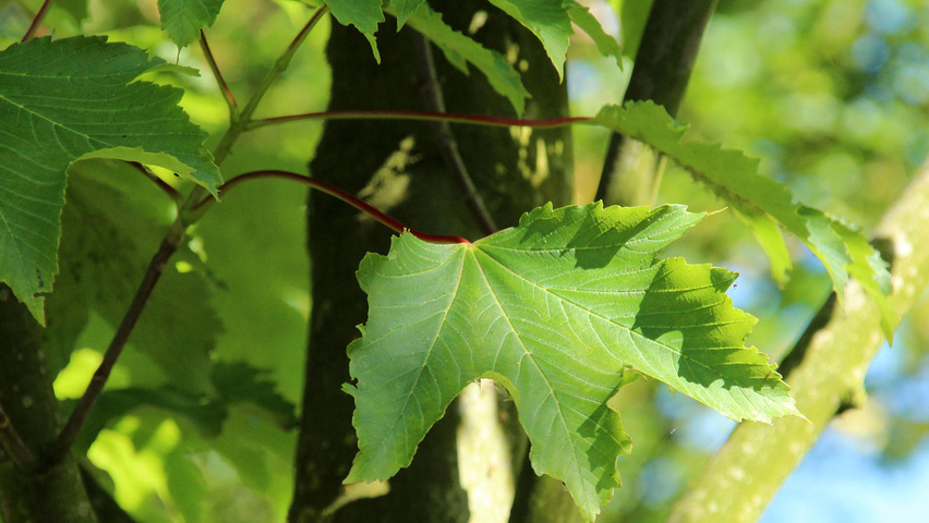 Acer pseudoplatanus 'Erectum' Blatt