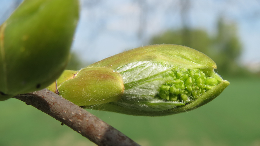 Acer pseudoplatanus flowers