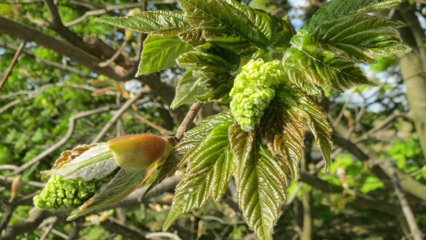 Acer pseudoplatanus flowers