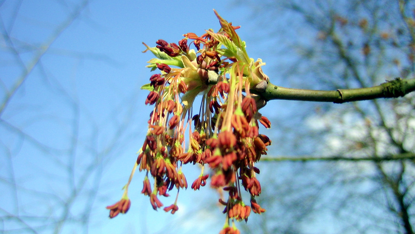 Acer pseudoplatanus flowers