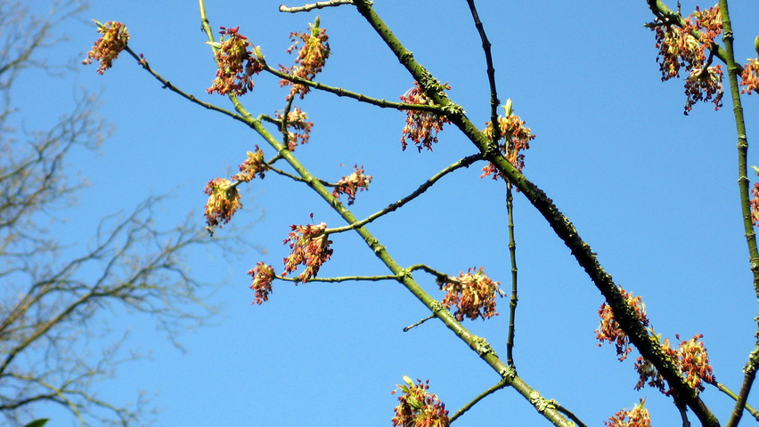 Acer pseudoplatanus flowers