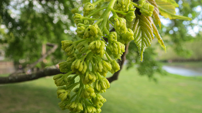 Acer pseudoplatanus flowers