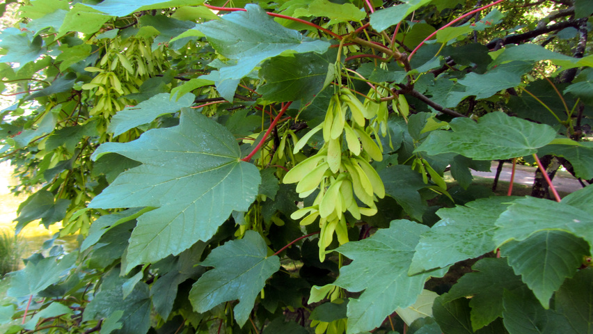 Acer pseudoplatanus fruits