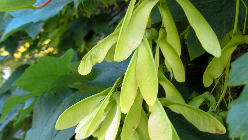 Acer pseudoplatanus fruits