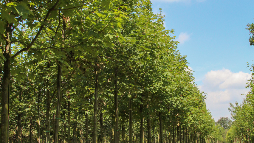 Acer pseudoplatanus standard tree