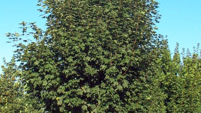 Acer pseudoplatanus standard tree
