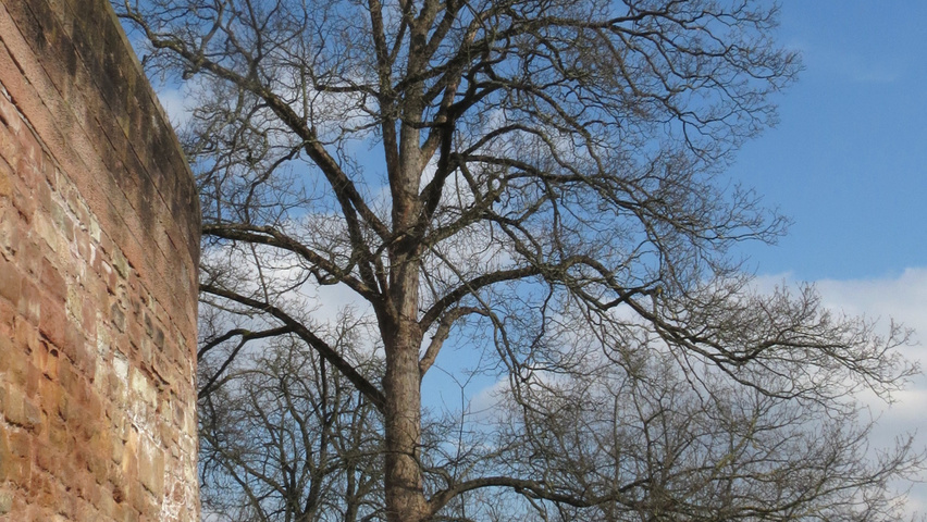 Acer pseudoplatanus standard tree