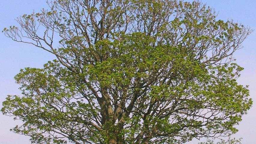 Acer pseudoplatanus standard tree