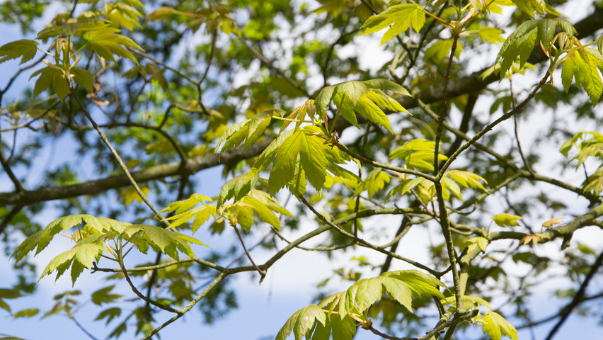 Acer pseudoplatanus leaves