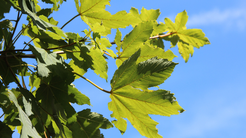 Acer pseudoplatanus leaves