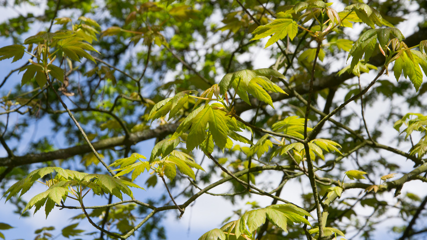 Acer pseudoplatanus leaves
