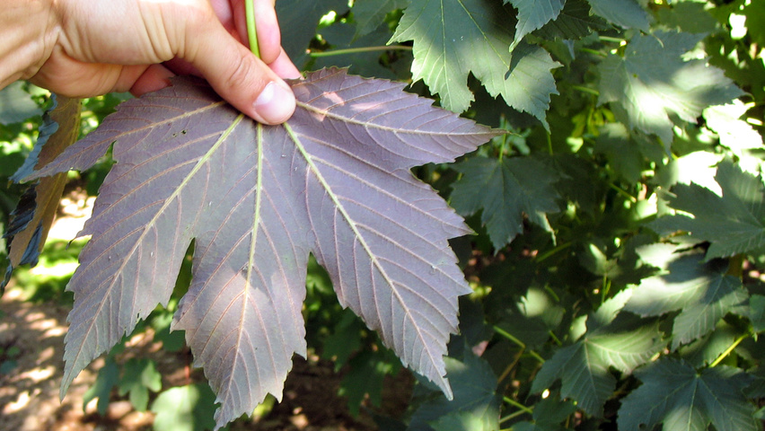 Acer pseudoplatanus leaves