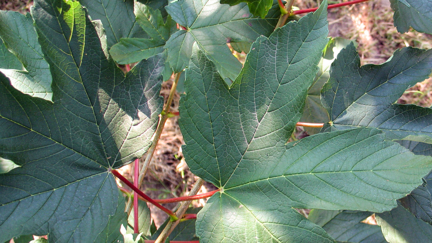 Acer pseudoplatanus leaves