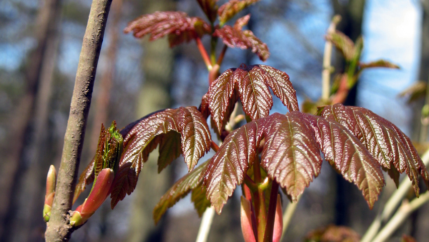 Acer pseudoplatanus leaves