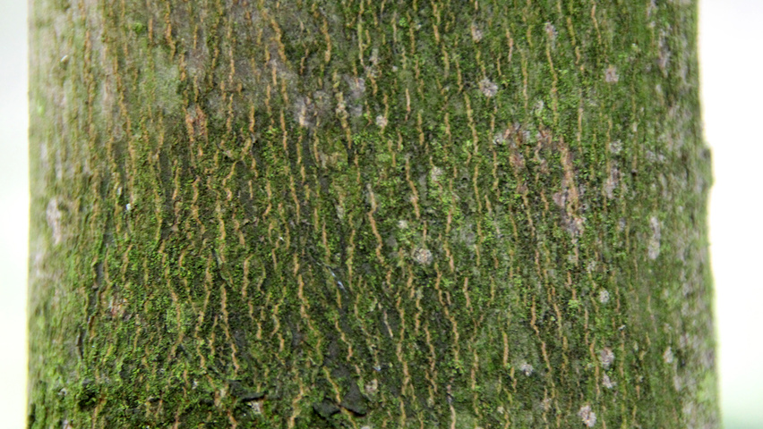 Acer pseudoplatanus 'Leopoldii' кора