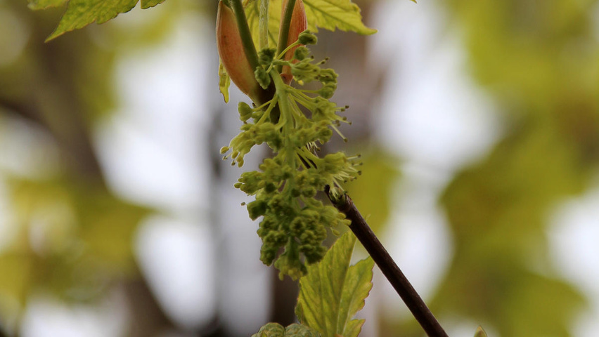Acer pseudoplatanus 'Leopoldii' цветки
