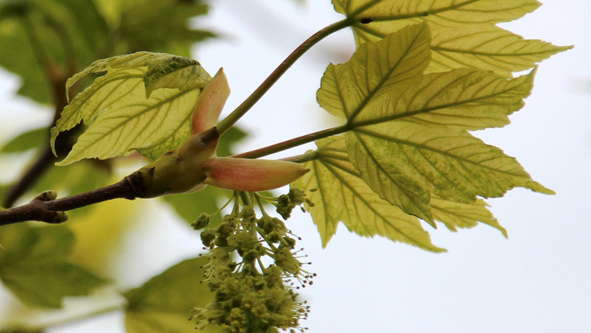 Acer pseudoplatanus 'Leopoldii' цветки