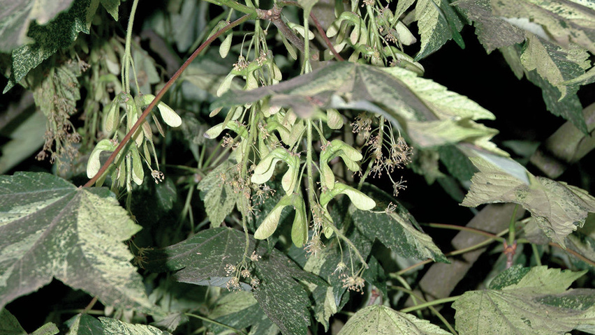 Acer pseudoplatanus 'Leopoldii' плоды