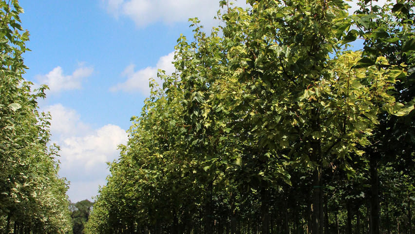 Acer pseudoplatanus 'Leopoldii' Деревья с высоким стволом (стандарт)