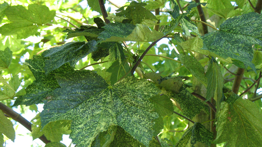 Acer pseudoplatanus 'Leopoldii' листья