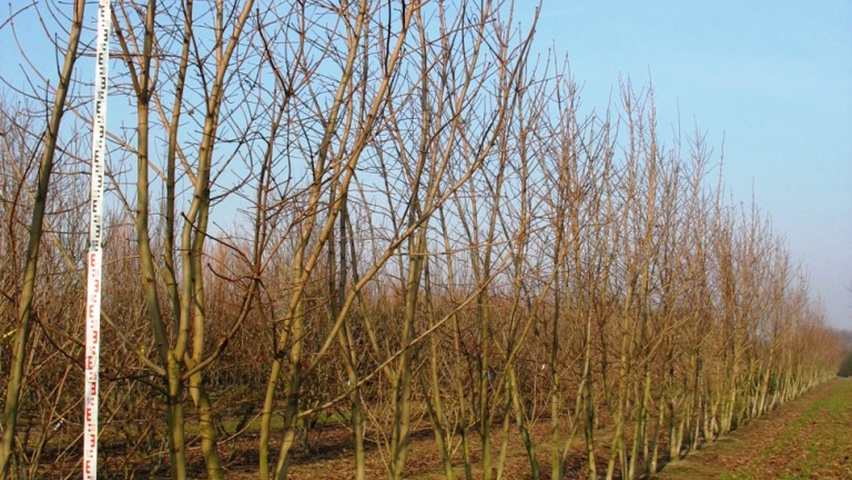 Acer pseudoplatanus multi-stem