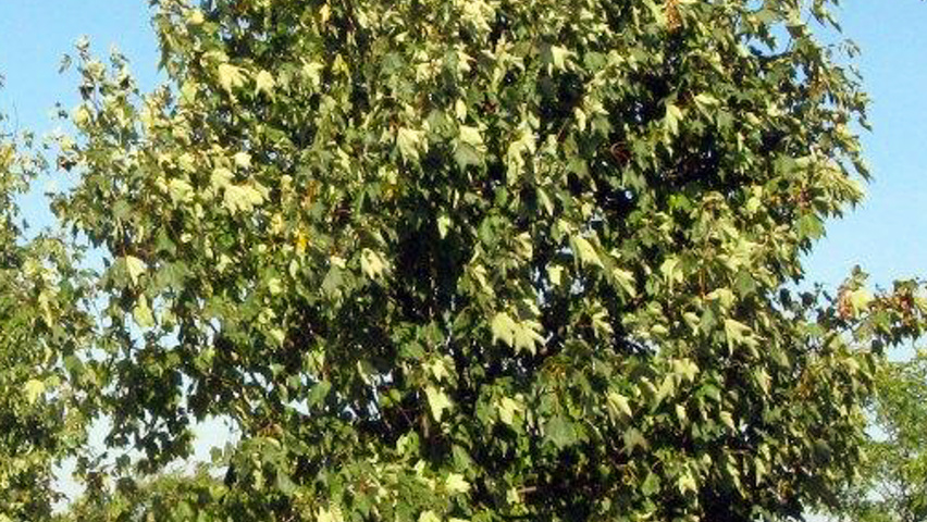 Acer pseudoplatanus multi-stem