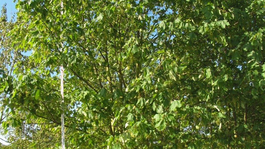 Acer pseudoplatanus multi-stem