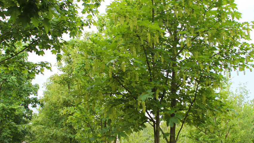Acer pseudoplatanus multi-stem