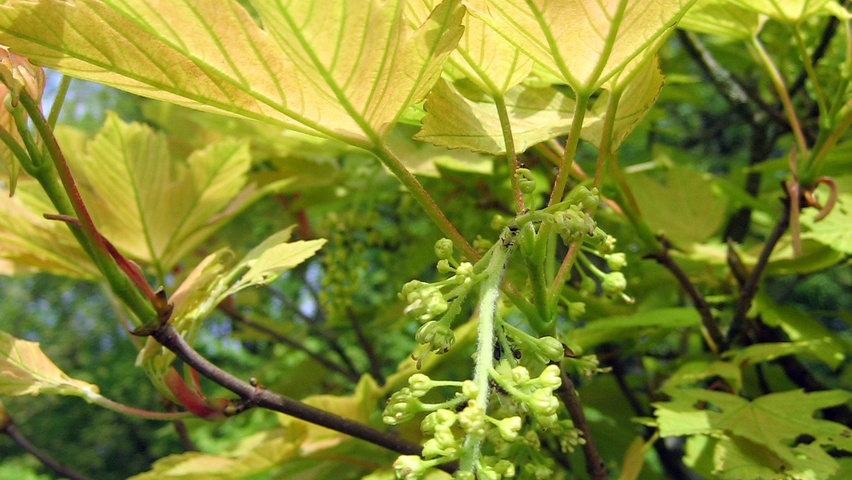 Acer pseudoplatanus 'Prinz Handjery' flowers