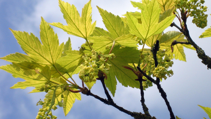 Acer pseudoplatanus 'Prinz Handjery' flowers