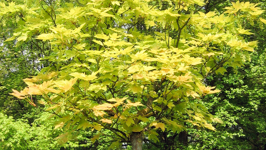 Acer pseudoplatanus 'Prinz Handjery' standard tree