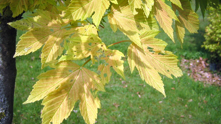 Acer pseudoplatanus 'Prinz Handjery' leaves