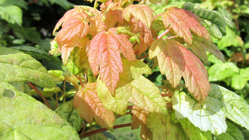 Acer pseudoplatanus 'Prinz Handjery' leaves