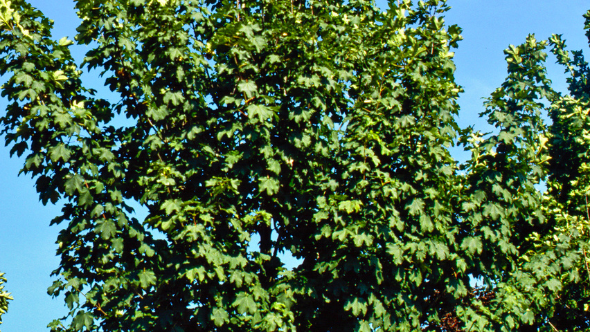 Acer pseudoplatanus 'Rotterdam' blad