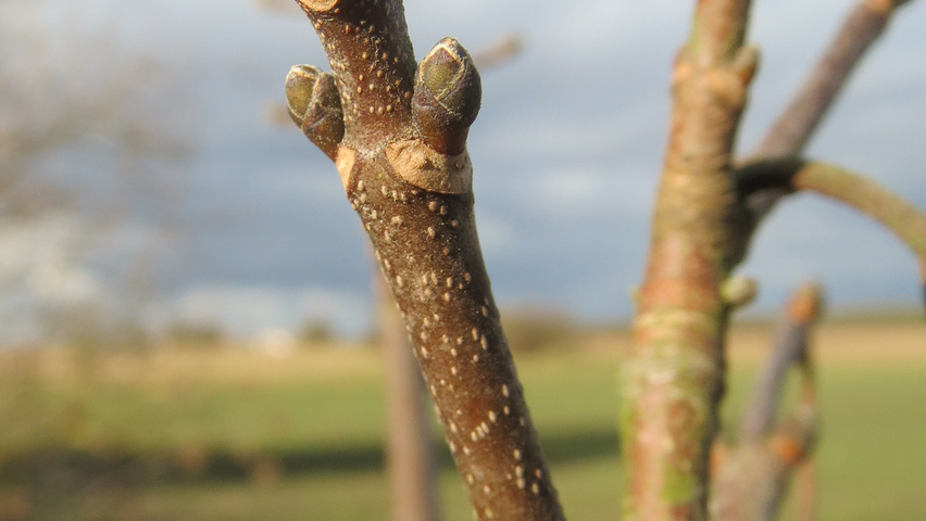 Acer pseudoplatanus twigs