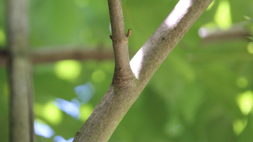 Acer pseudoplatanus twigs