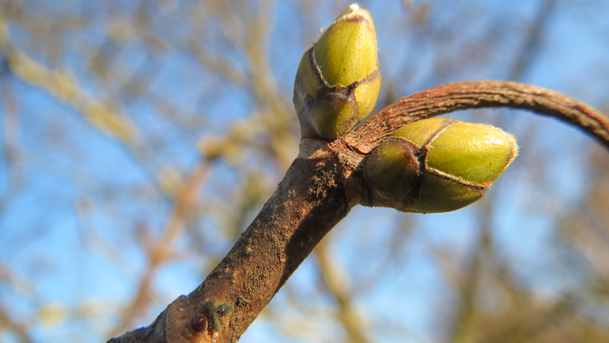 Acer pseudoplatanus twigs