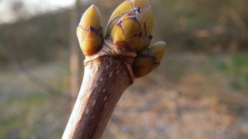 Acer pseudoplatanus twigs