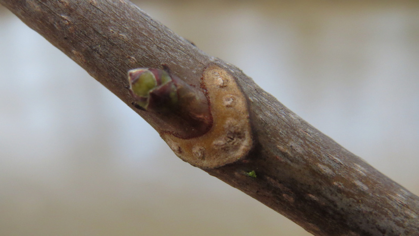 Acer pseudoplatanus twigs