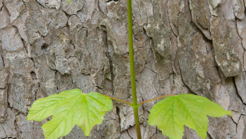 Acer pseudoplatanus twigs