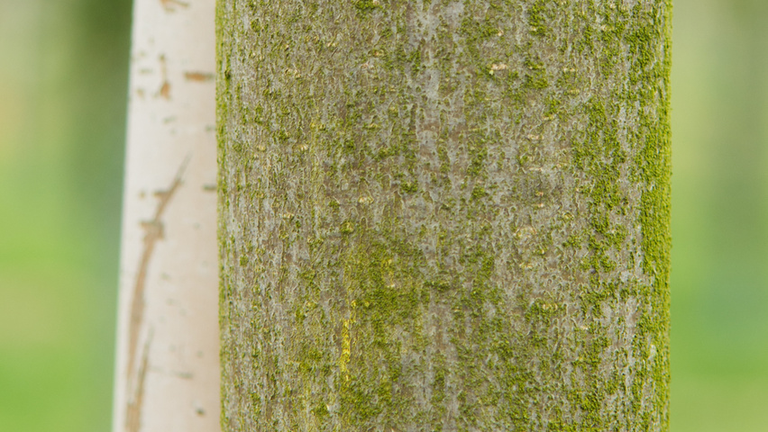 Acer pseudoplatanus 'Wilhelmina' bast