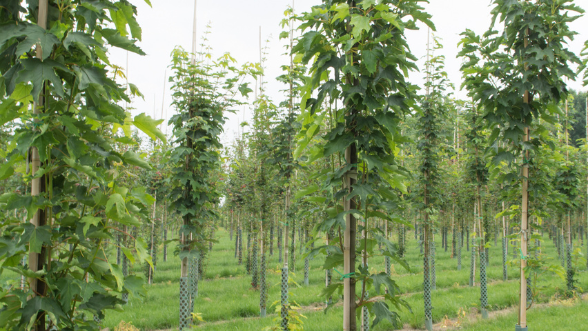 Acer pseudoplatanus 'Wilhelmina' hoogstam