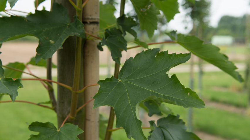 Acer pseudoplatanus 'Wilhelmina' blad