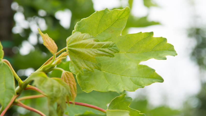 Acer pseudoplatanus 'Wilhelmina' blad