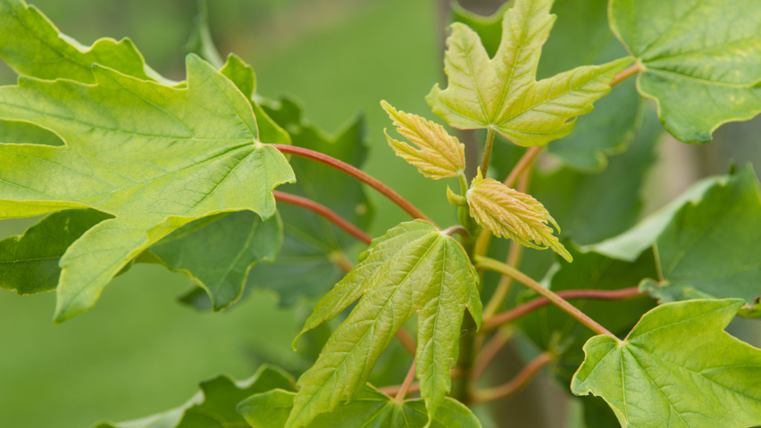 Acer pseudoplatanus 'Wilhelmina' blad