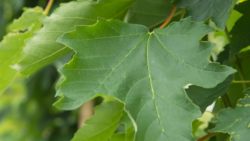 Acer pseudoplatanus 'Wilhelmina' blad