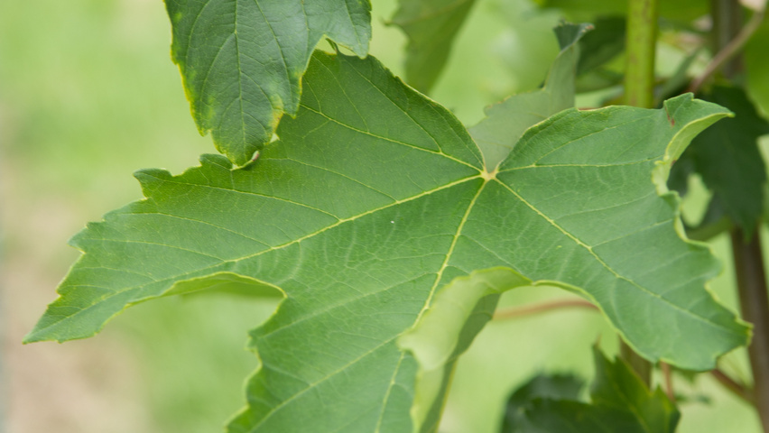 Acer pseudoplatanus 'Wilhelmina' blad